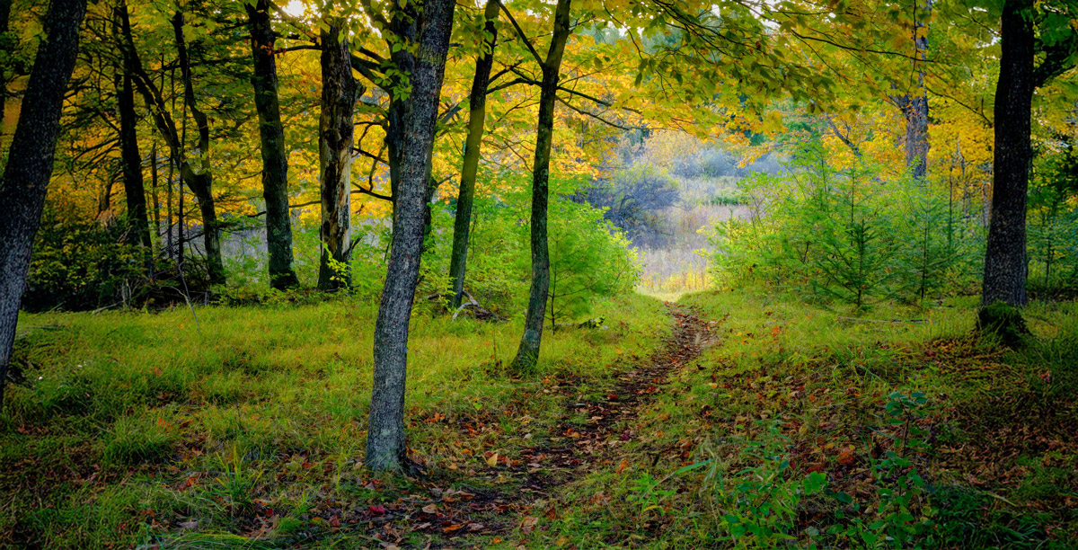A privately owned farm field bordered by forest in Door County