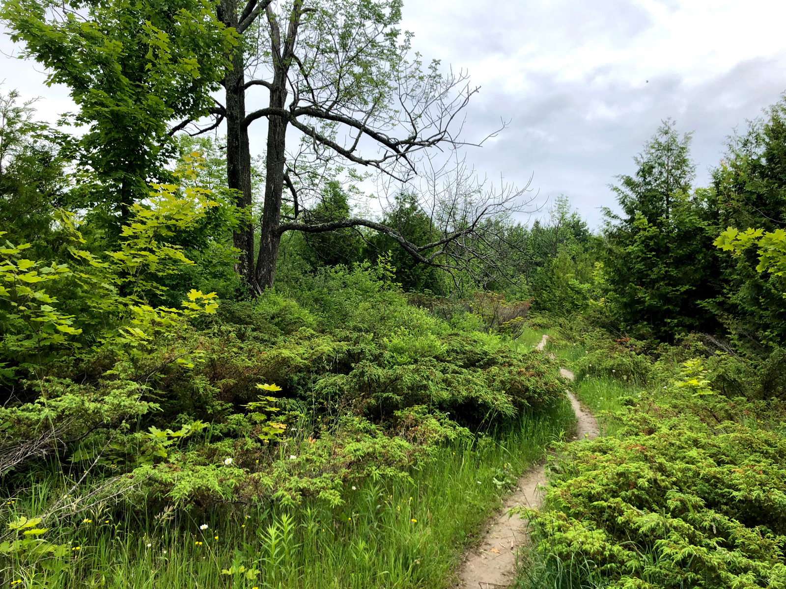 A winding trail through lush green forest at Kangaroo Lake nature preserve