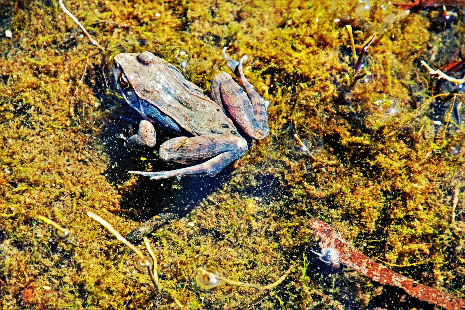 The Wonders of Wetlands at Dusk